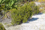 Beach rosemary